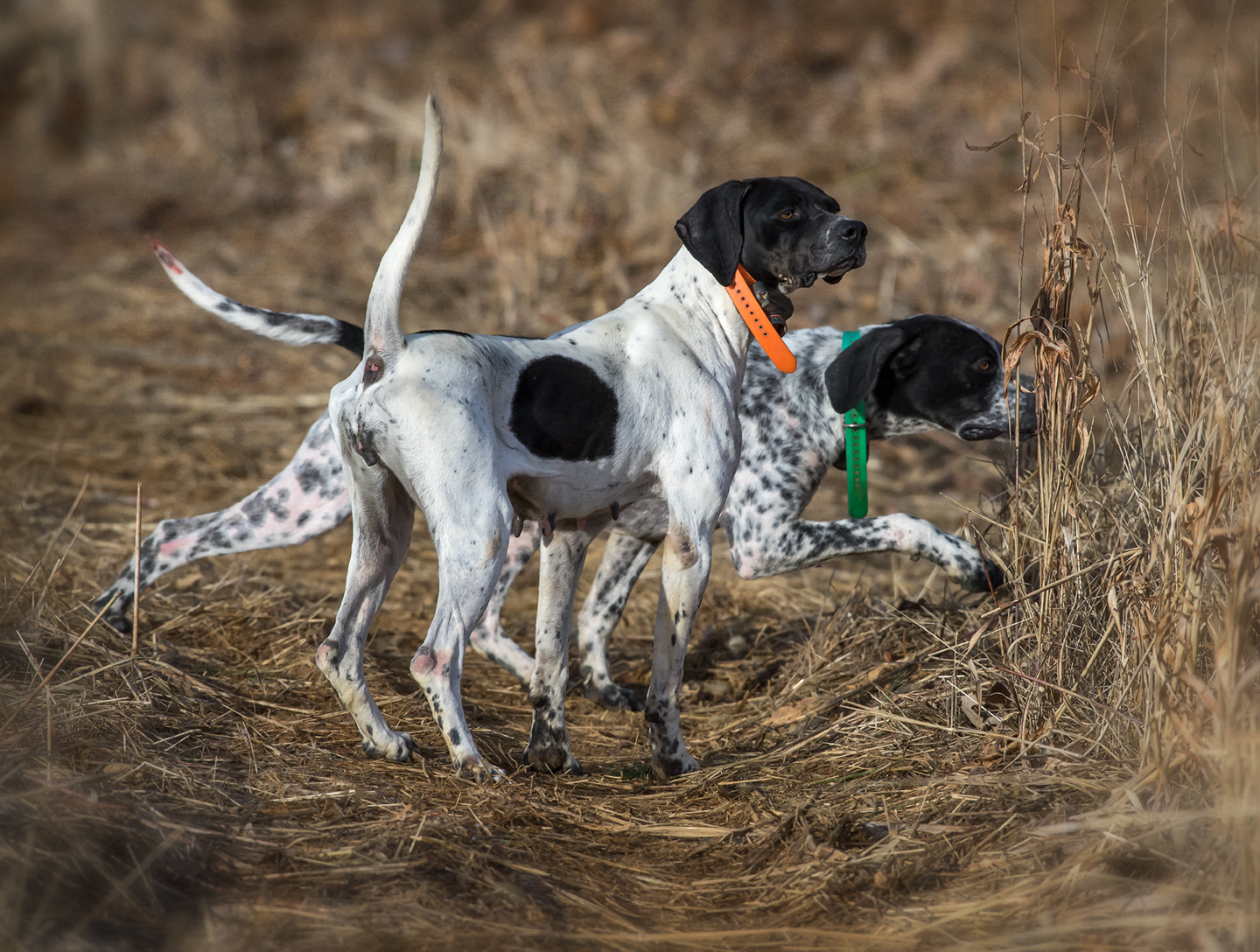 primland_two pointers working