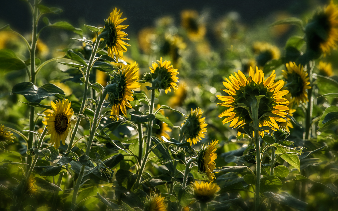 sunflower_grain sorghum_01