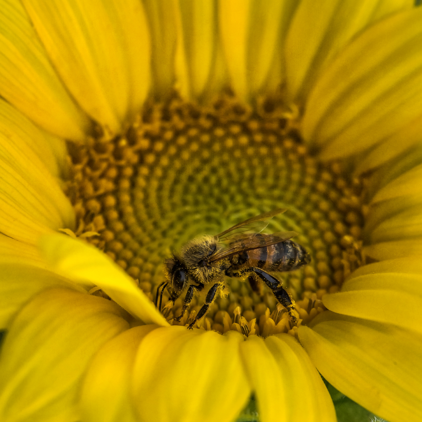 williams_09_24_18_sunflower_02