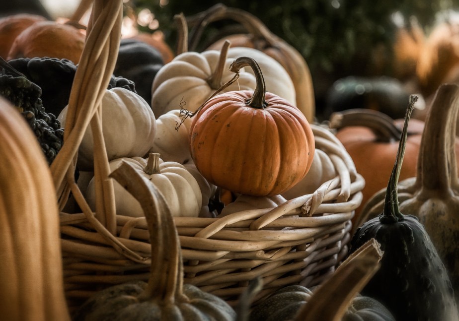 bernies berries_pumpkins_01