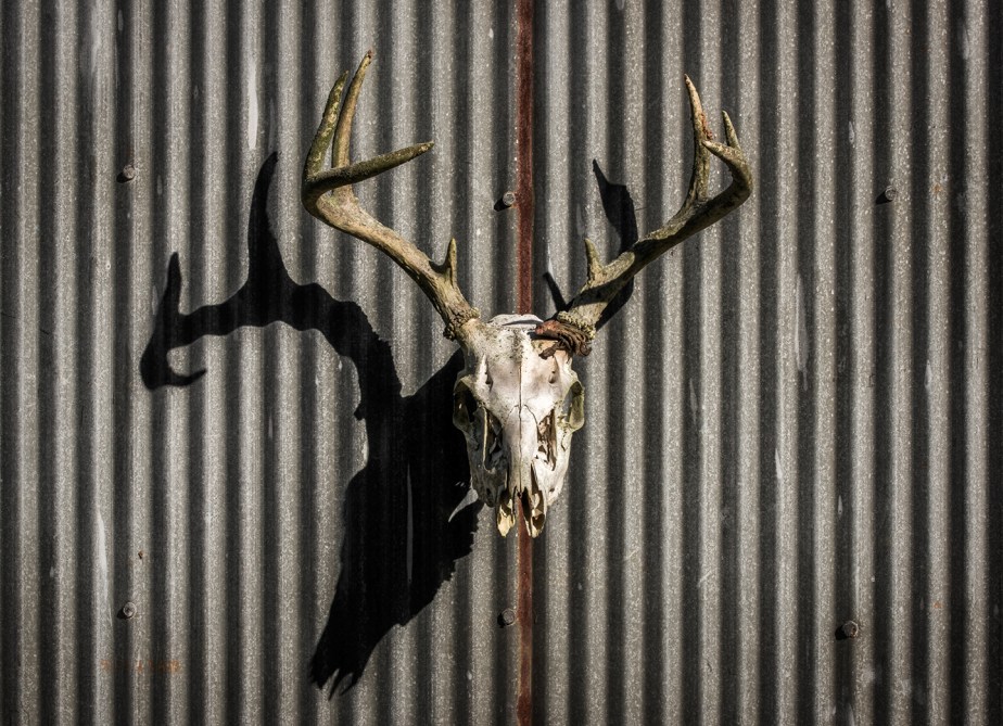 deer skull_oct_2018