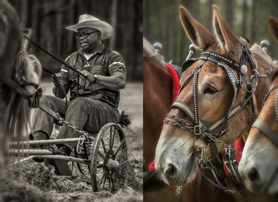 lillington_mule driver_group