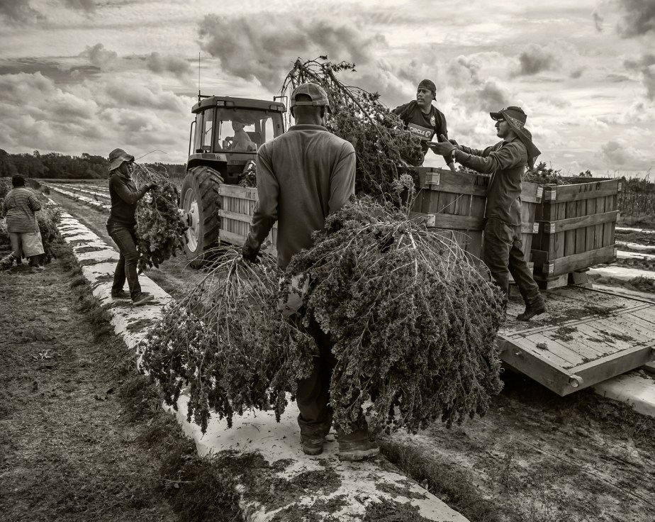 loading harvested hemp