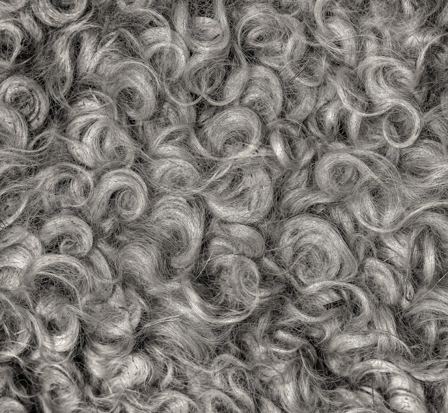 providence farm_leicester fleece