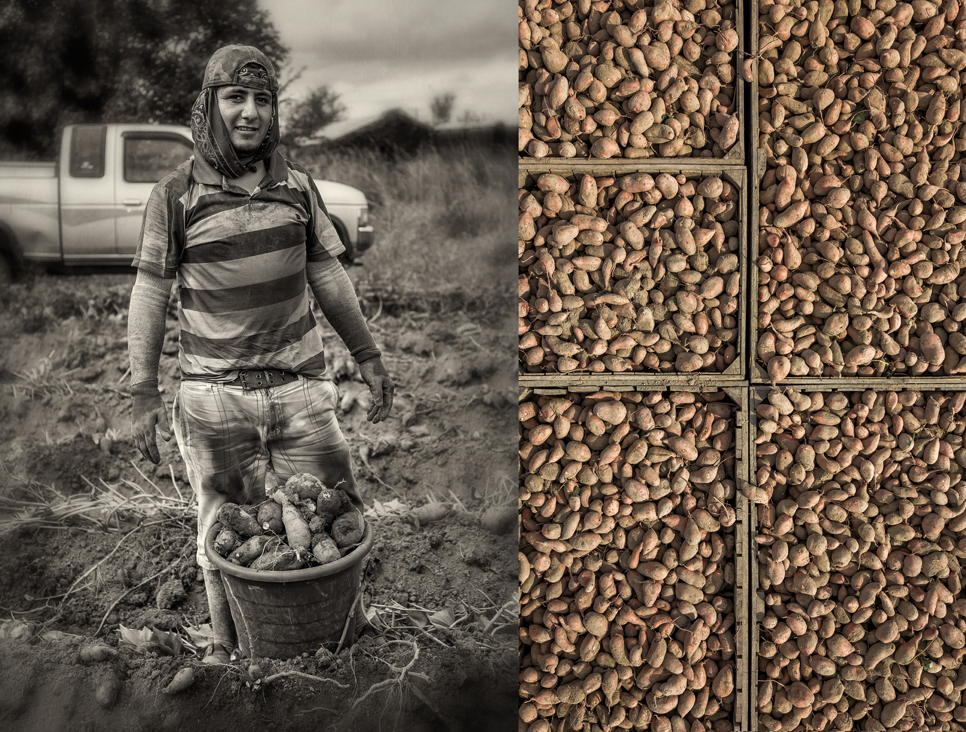 sweet potatoes_group_01