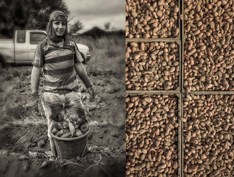 sweet potatoes_group_01