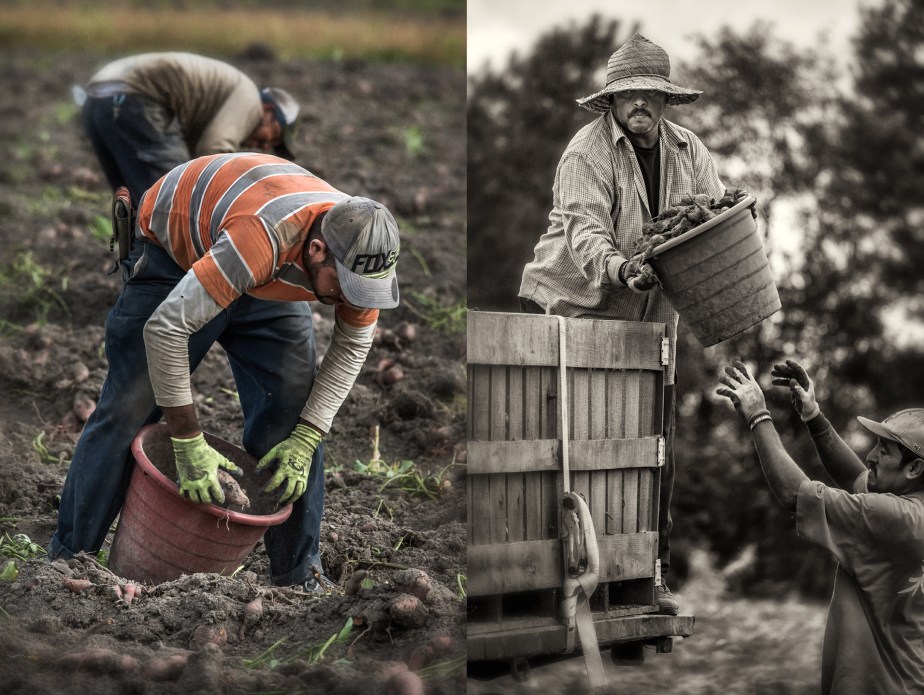 sweet potatoes_group_04