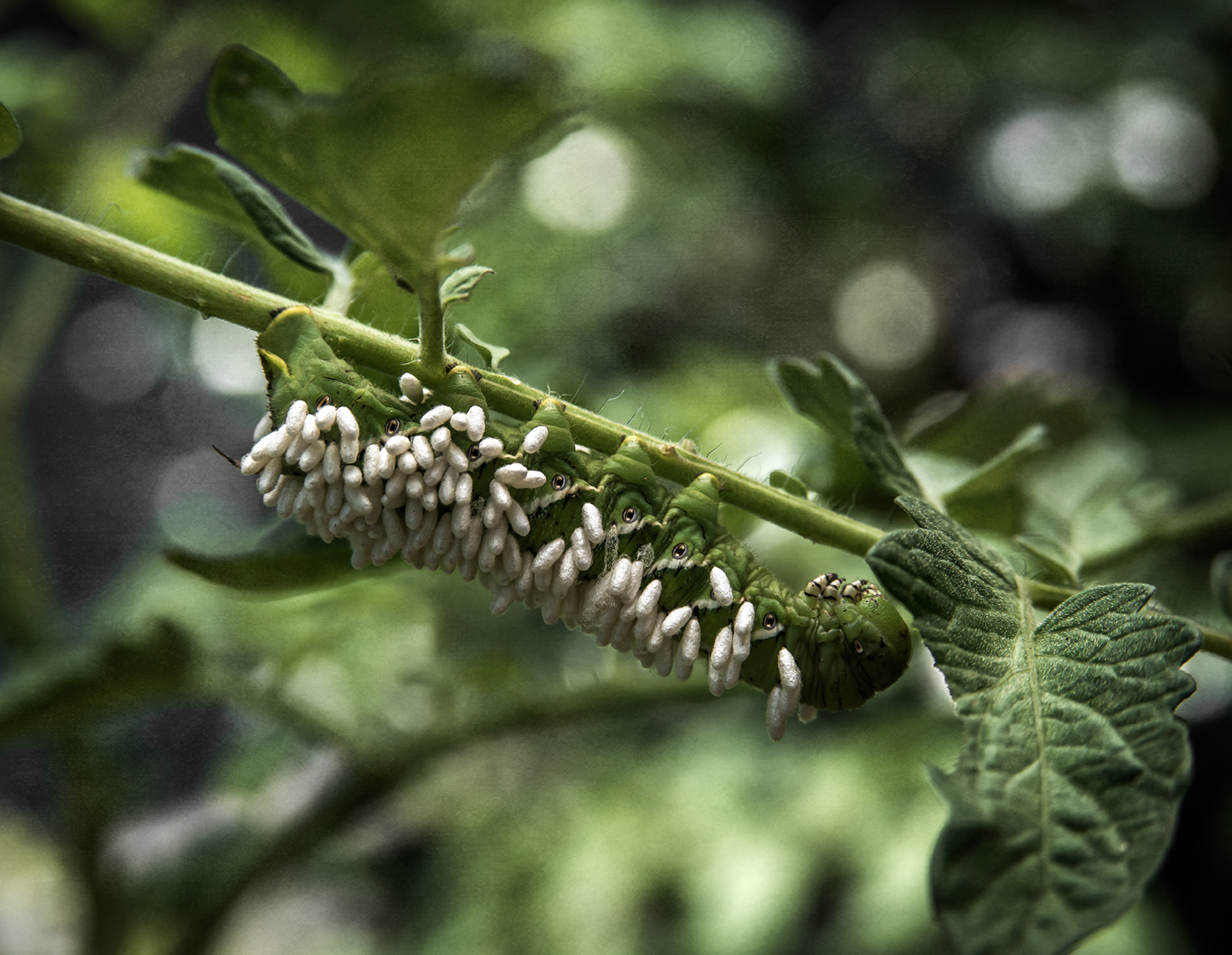 wasp larvae_tomato hook worm