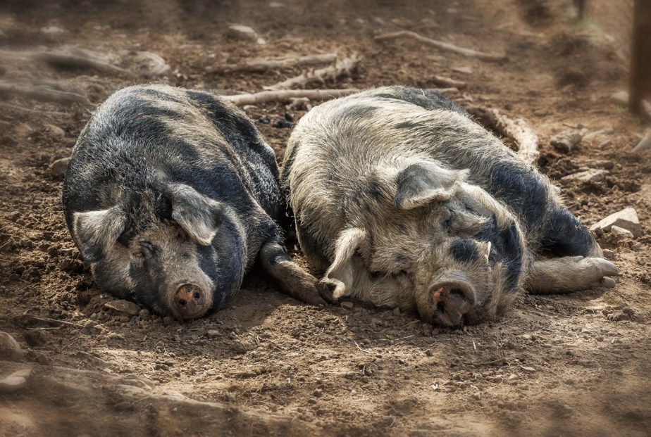 cane creek_ hogs napping