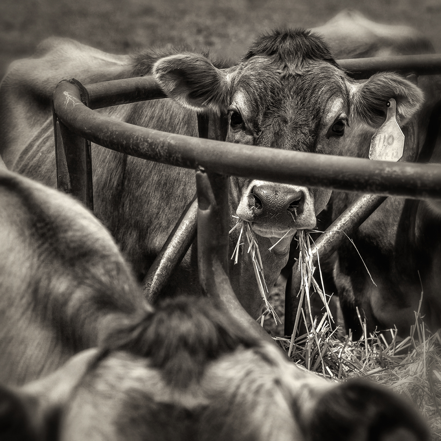 chapel hill creamery_heifers eating_hay ring