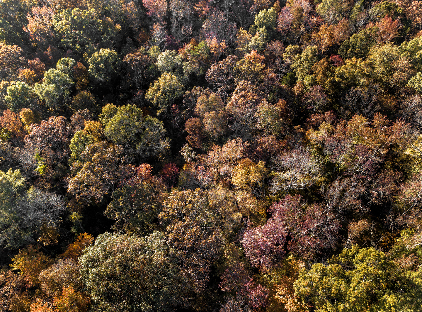 fall leaves_grays chapel_drone_03