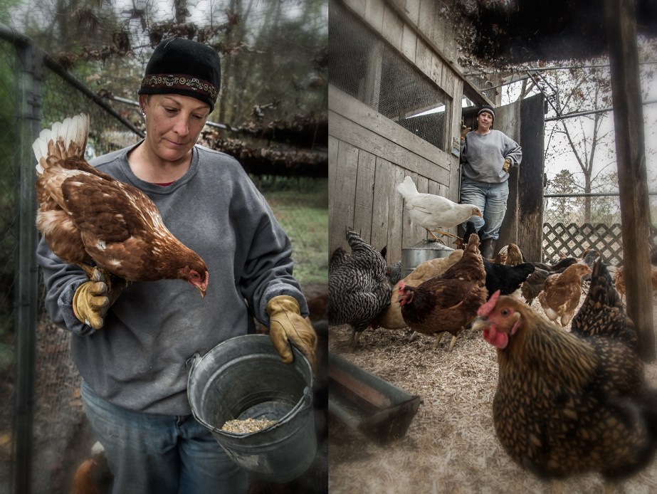 sheraton park farm_chickens_group_01