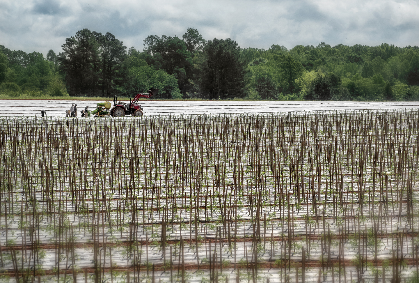 Tomato Rows – Dan Routh Photography