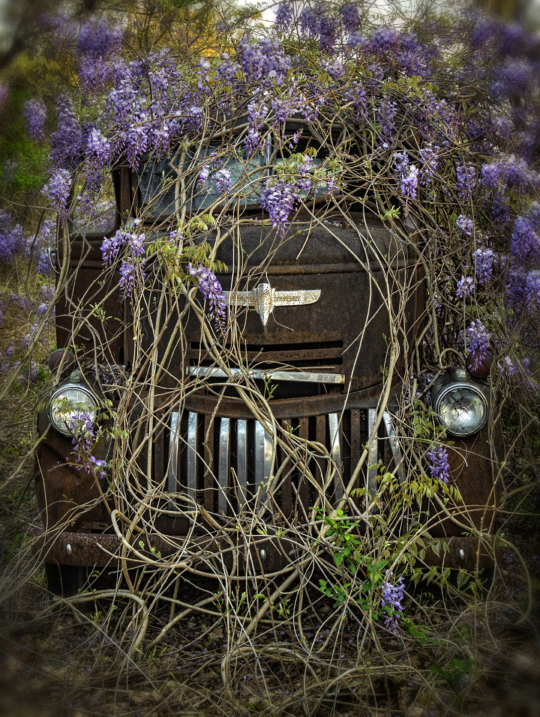 Old Chevy Among the Wisteria Vines – Dan Routh Photography