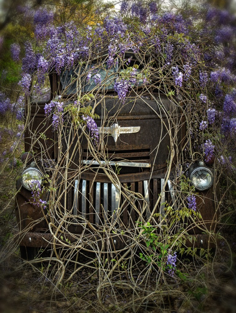 Old Chevy Among the Wisteria Vines – Dan Routh Photography