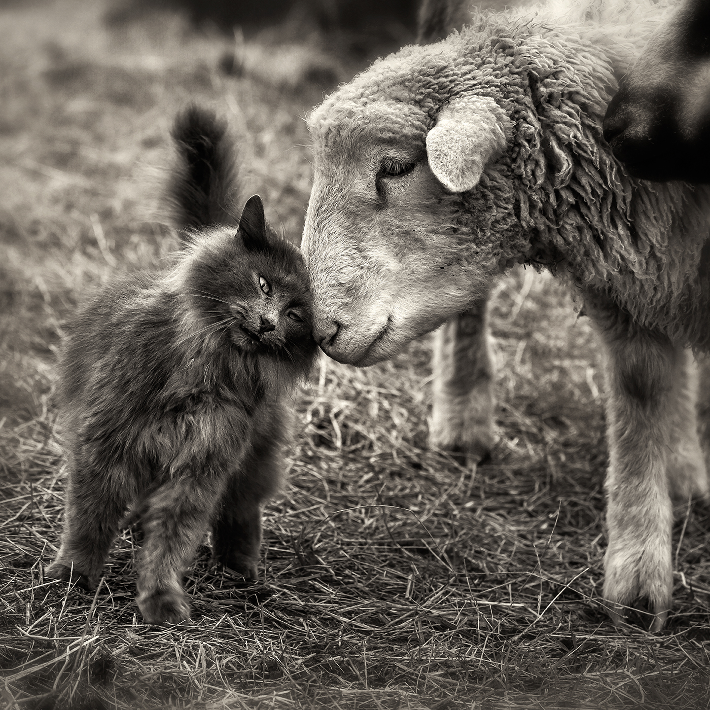 Cat Sheep Rabbit Barnyard Friends – Dan Routh Photography