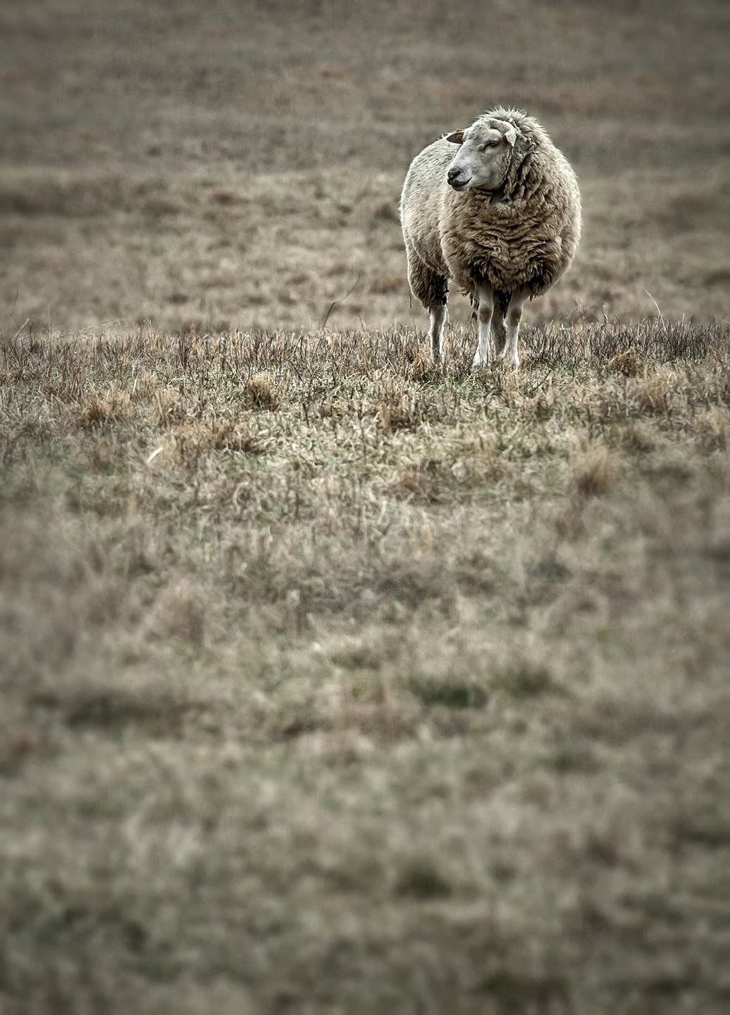 Solitary Sheep – Dan Routh Photography