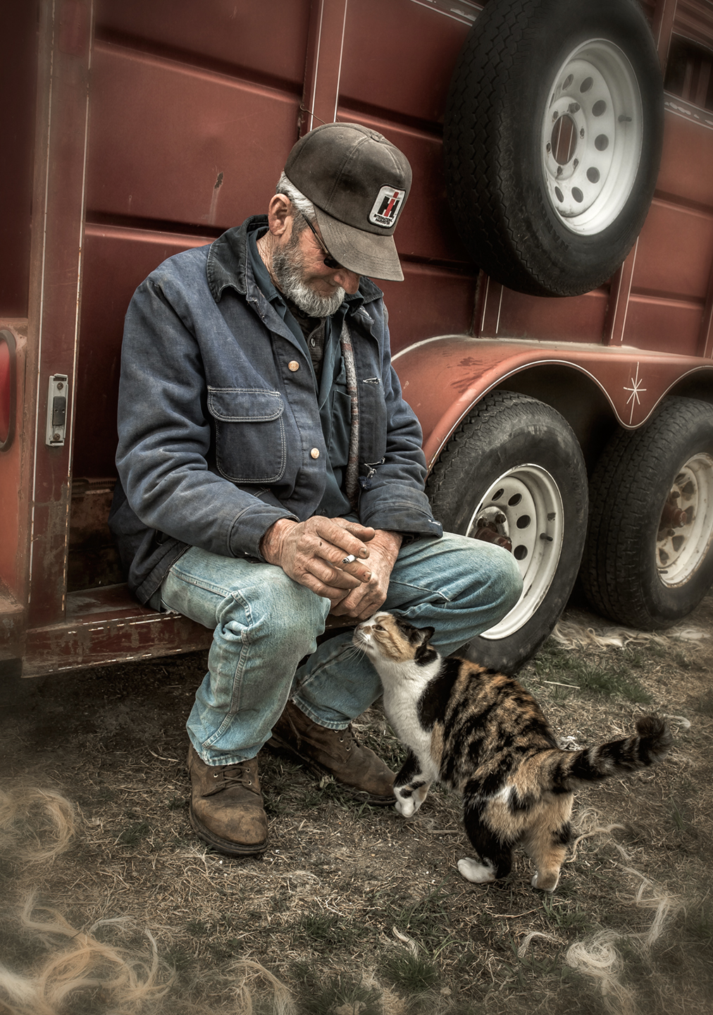Calico Cat – Dan Routh Photography