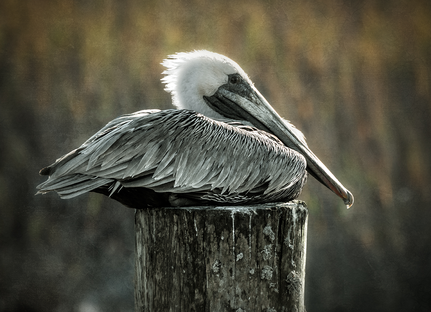 Pelican at Rest – Dan Routh Photography