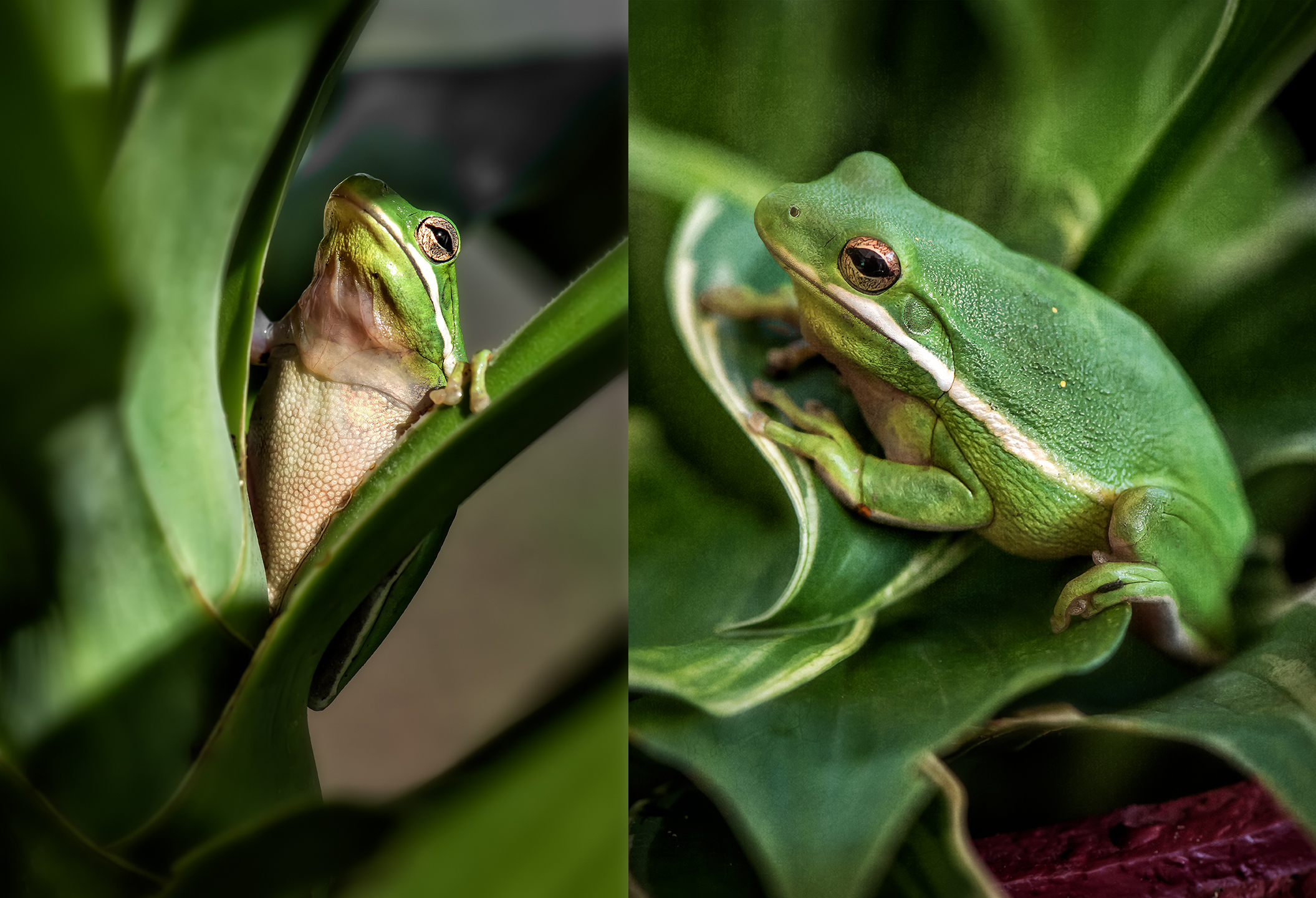 Frog on the Deck – Dan Routh Photography