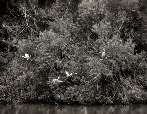 At the Farm Pond – Dan Routh Photography